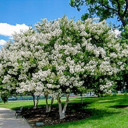 Liliac indian alb