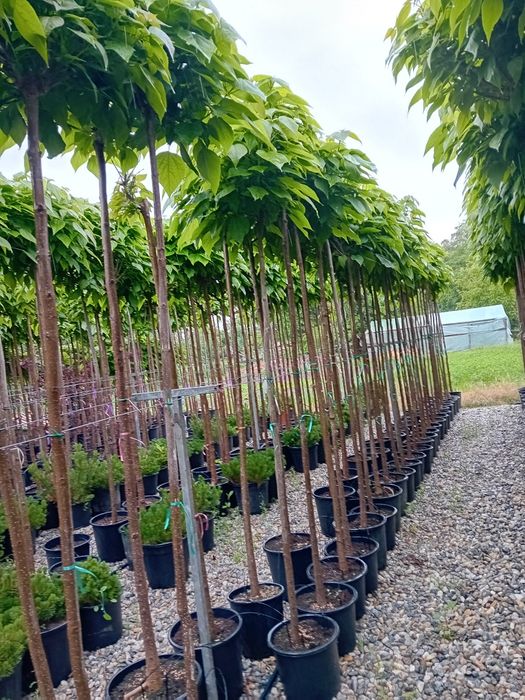 Vând catalpa globulară 2,50 înălțime