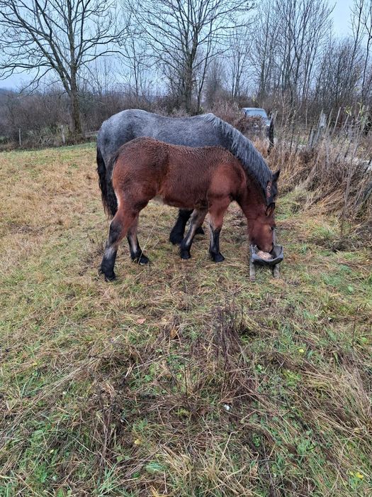 Vand mânz de 4 luni