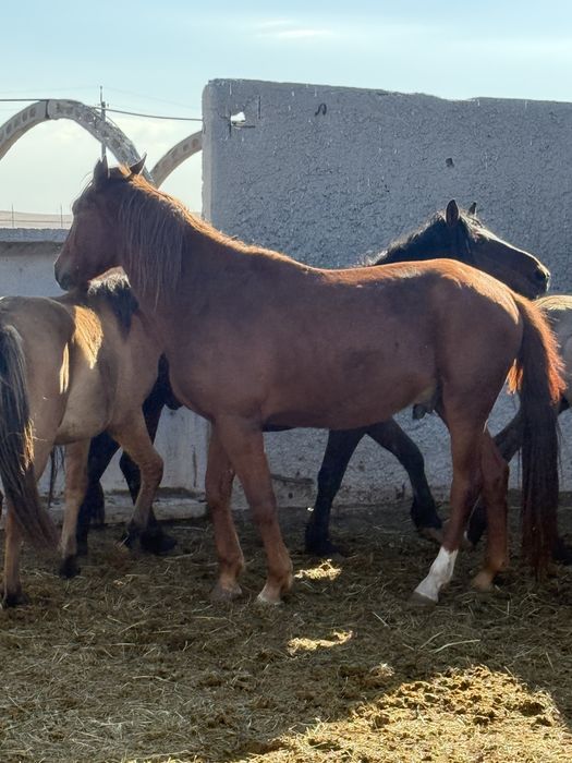 Продам 2 жеребца 4 года и 3 года