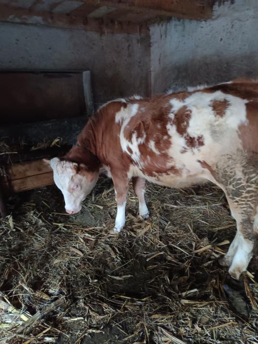 De vânzare două vițele!