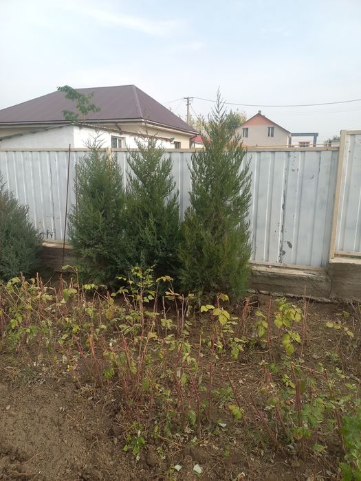 Туя домашний можевельник