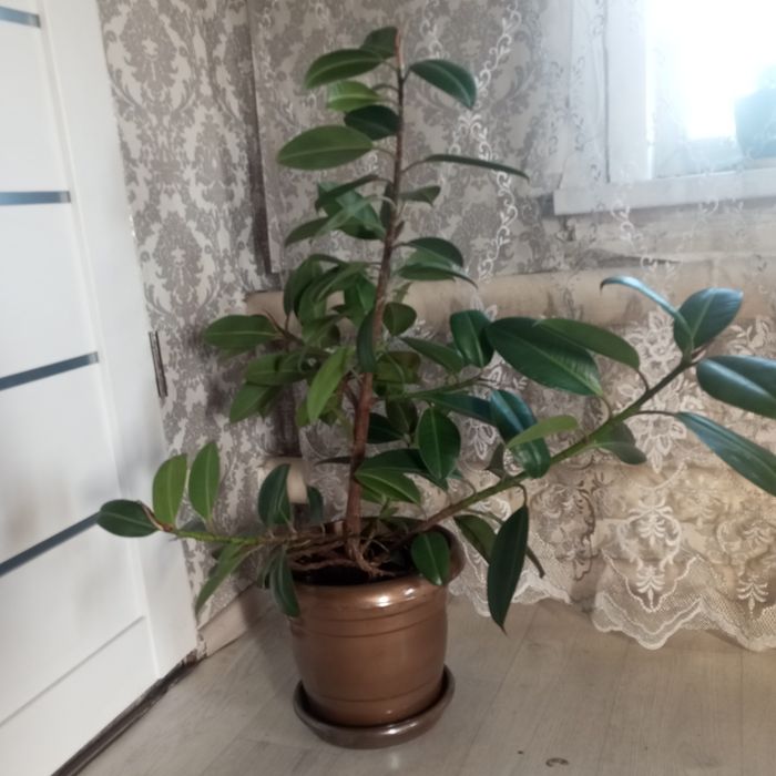 Продам фикус с горшком