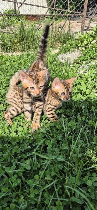 Бенгальские котята