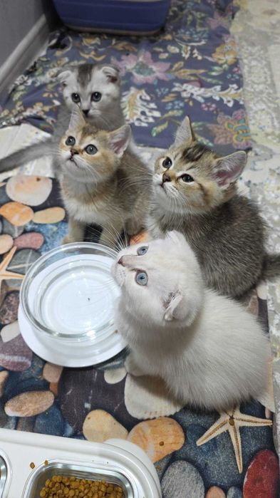 Scottish Fold va Straight mushuklar sotiladi
