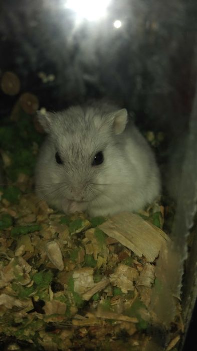 Разхождане на кучета