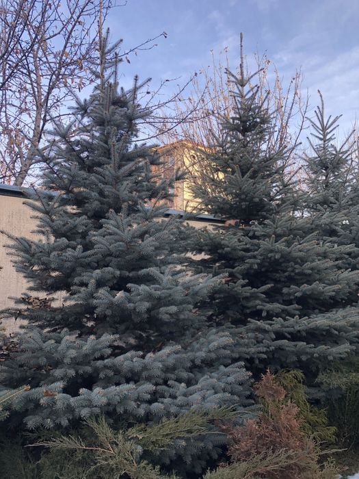 Продам Елку Голубую