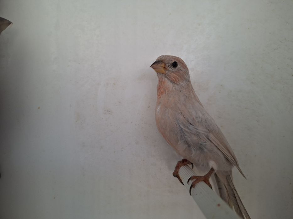 Mugurari mexicani
