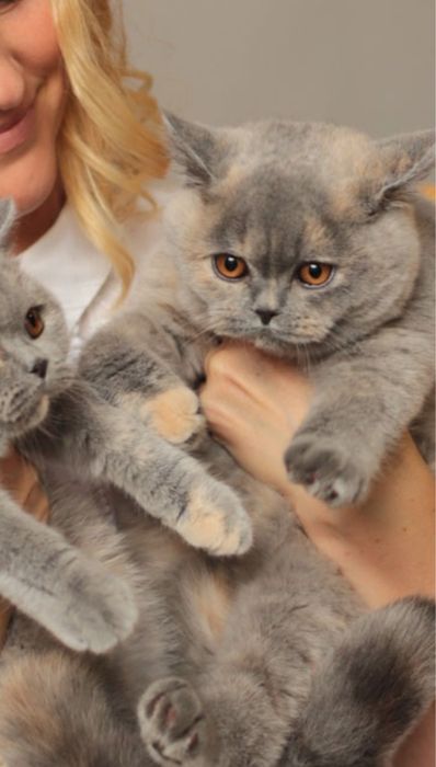 Британская колорпоинт серебрянная