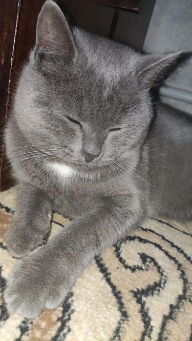 Пропал домашний кот