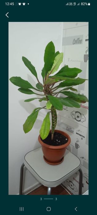 Комнатное растение