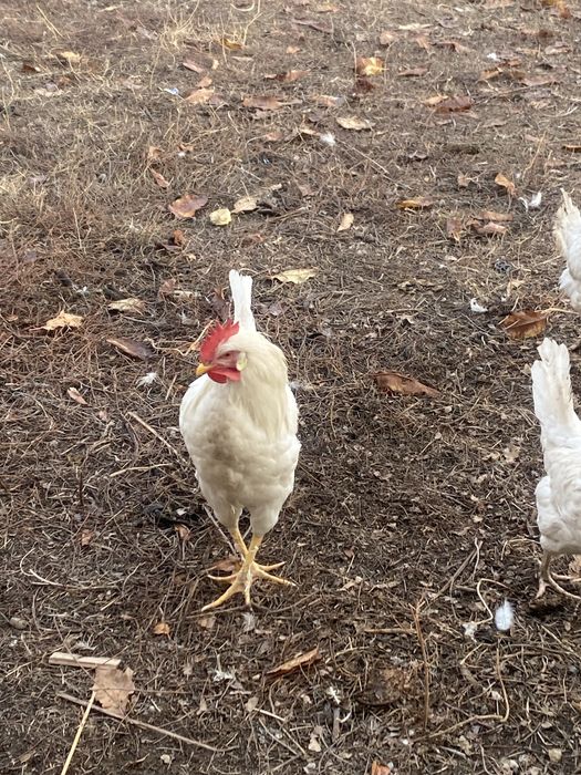 Петухи,қораздар,6-7 айлық