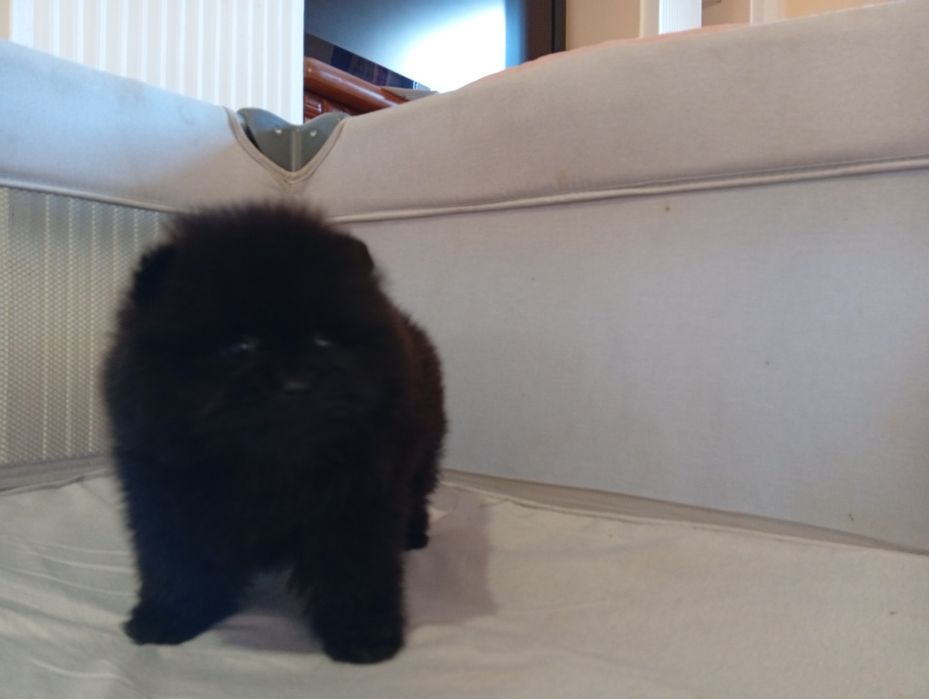 Pomeranian  superbi