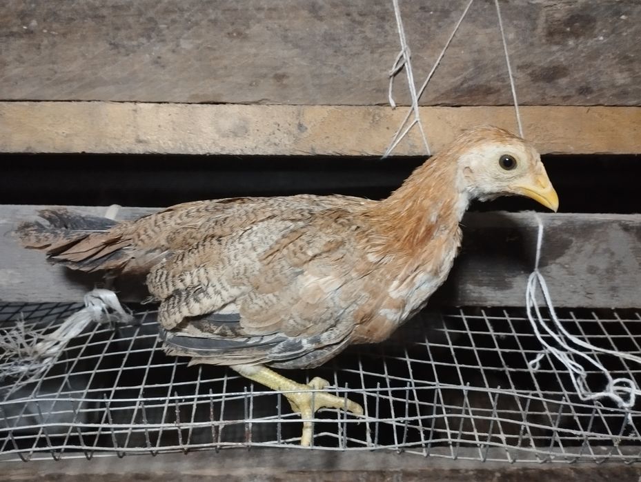 Бентамкалар балапандары.