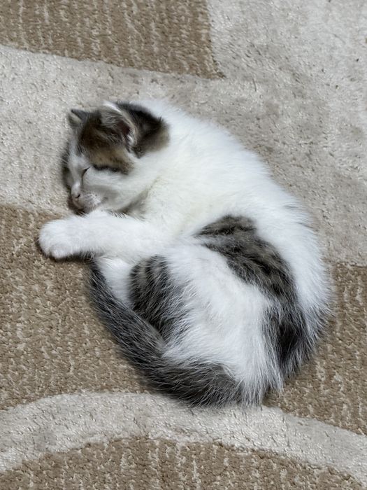 Отдам котенка мальчик