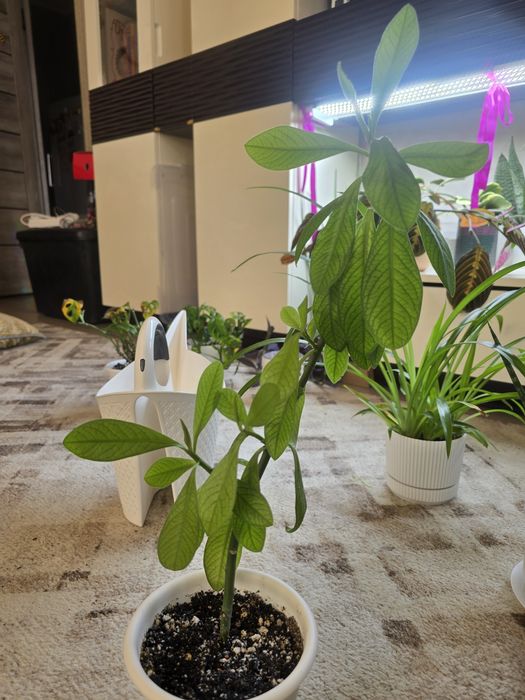 Синадениум гранта