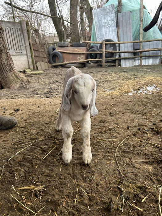 Tap anglo nubian original