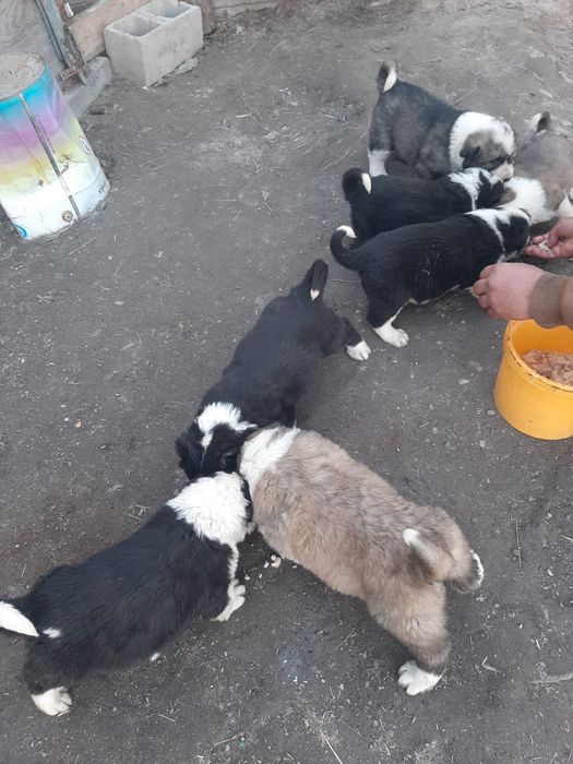 Продам щенков бойцовых крови по джинну с 2 сторон, 1 месец цена 50.000