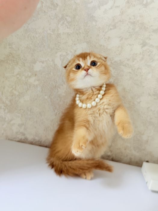 Чистокровнве котята