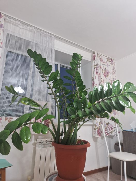 Замиакулькас (доллоровое дерево)