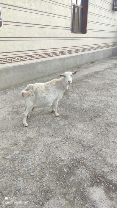 Орыс ешкілер 2буаз  егіз туады