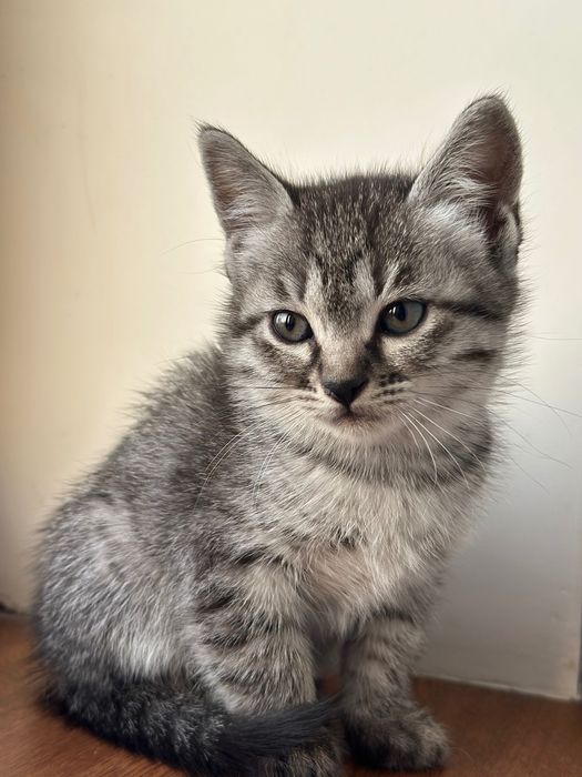 котенки скотиш страйт