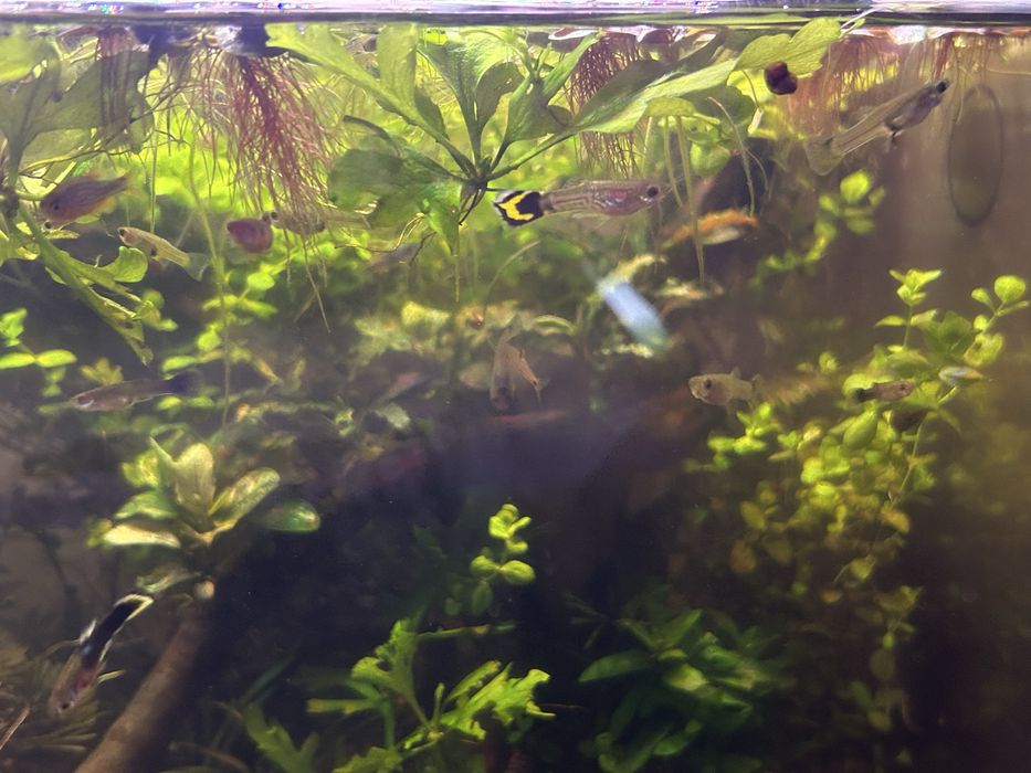 Mix guppy de vanzare