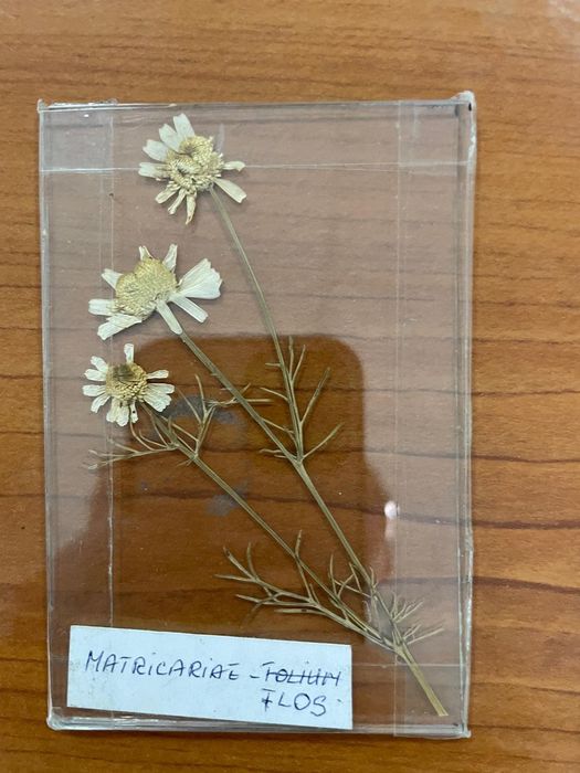 Realizez Ierbar la cerere