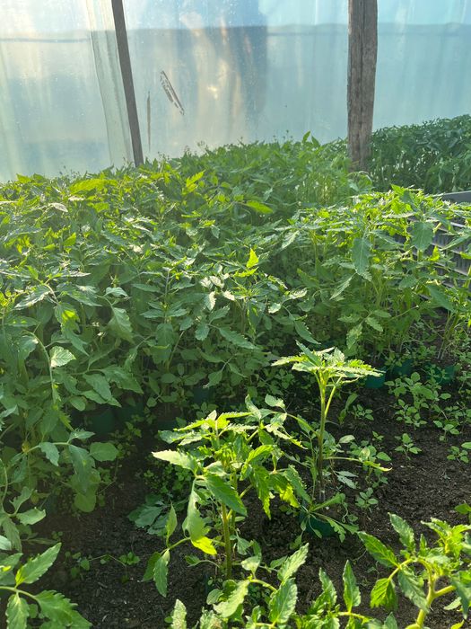 Răsaduri de legume profesionale