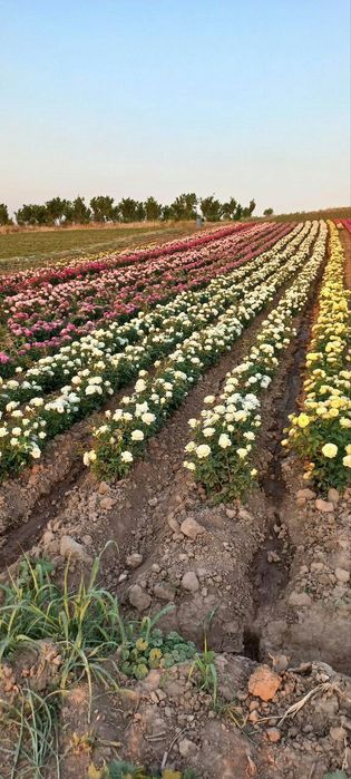 Atirgul ko'z ko'chatllariga zakaz olamiz Optom