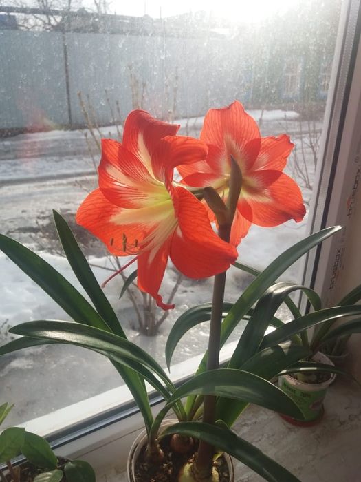 Продам алое вера, домашняя лилия