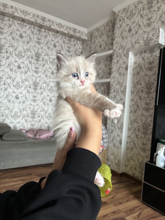 Котенок мальчик 1,5 месяцев невская маскрадная