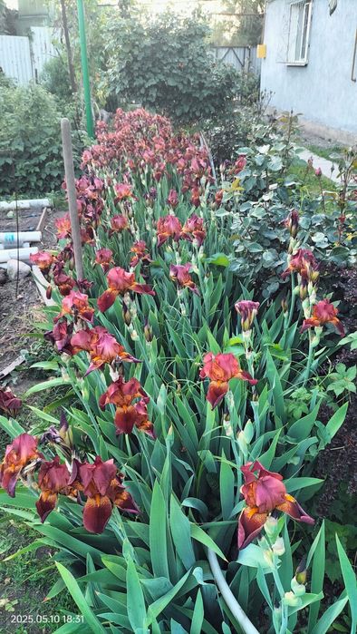 Корни ирисов  , срочно,