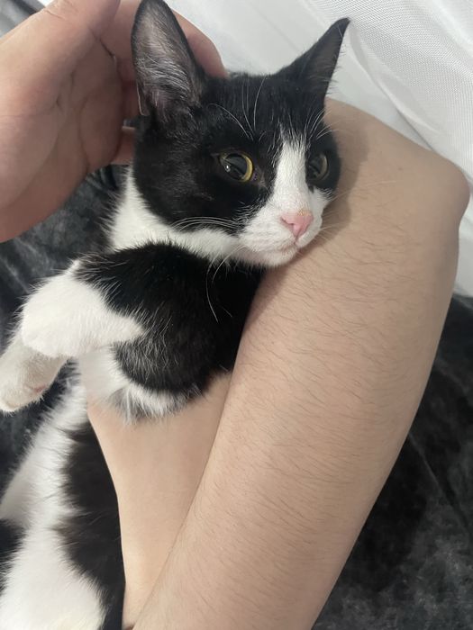 СРОЧНО отдаем кошку