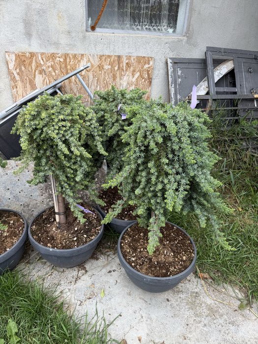 Bonsai cedru maslin enuperi canadieni sau tarator cryptomenia japonica glob tija din goldrider sau arizonica