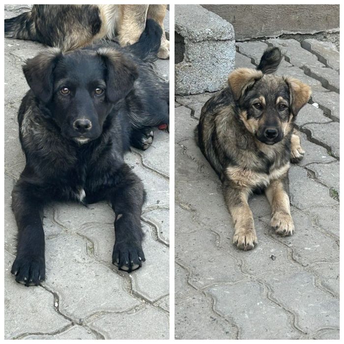 Щенки в добрые руки