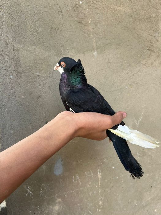 Голуб голуби кептер 3.000