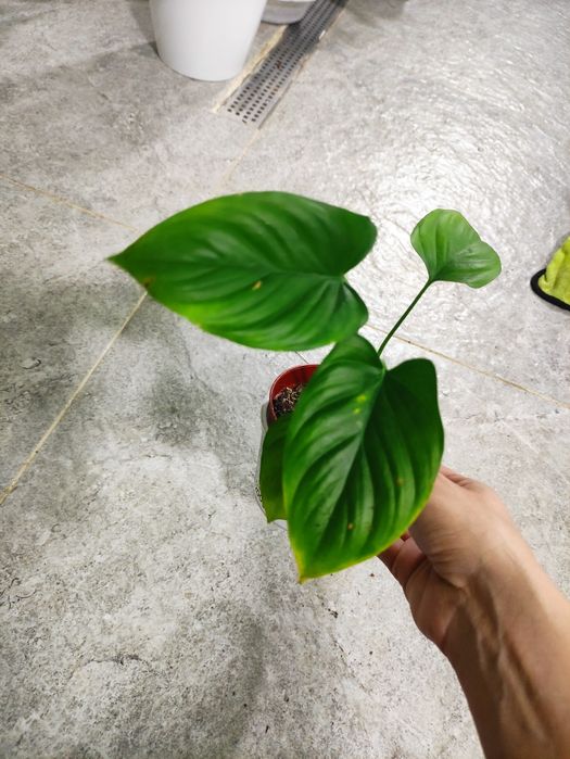 Хомаломена красивое растение