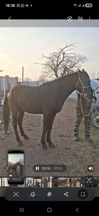 Айғыр 3 жас дөнен сатылады