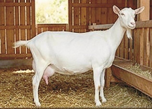 Продавам бели български дойни кози