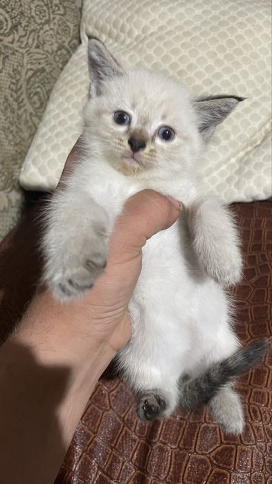 Отдам котят в хорошие руки