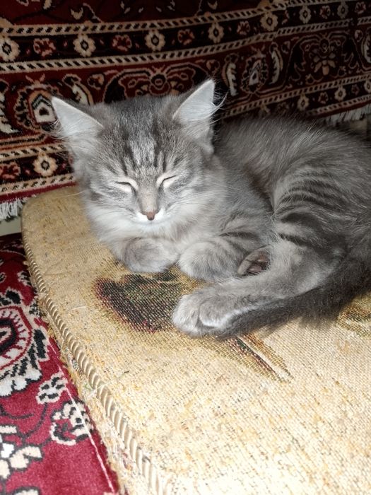Отдам кошечку в добрые руки