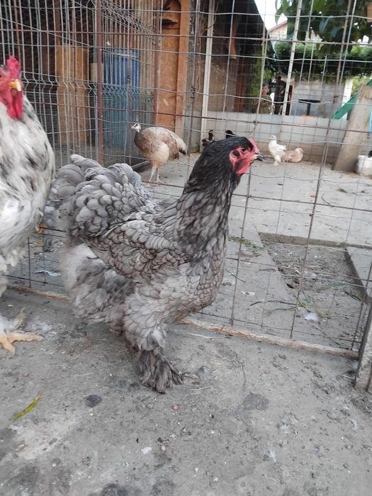 Brahma albastru 2024