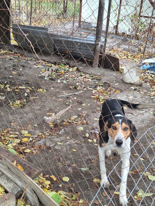 Гончие рабочие..