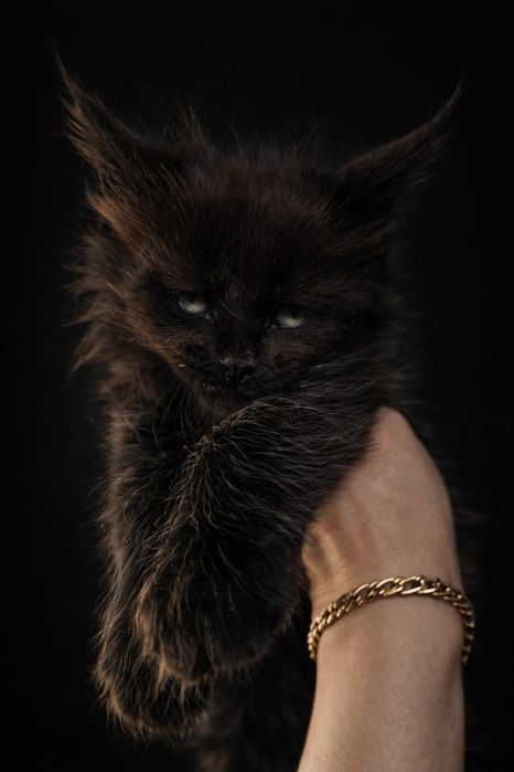 Огромные Котята Мейн-кун от Чемпиона