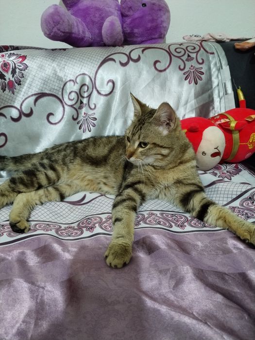 Мысық бар тегін беріледі