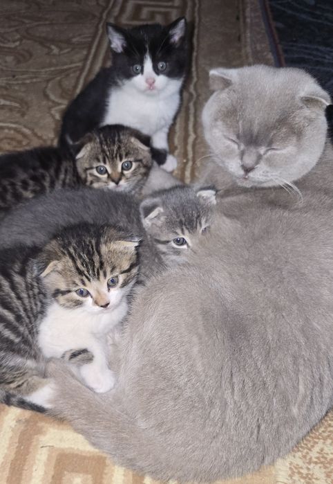 Skotish Fold I strayt ishonchli