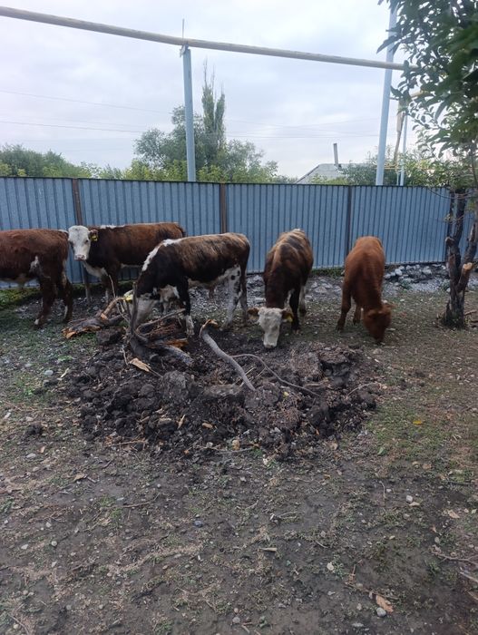 Продам подсосных бычков