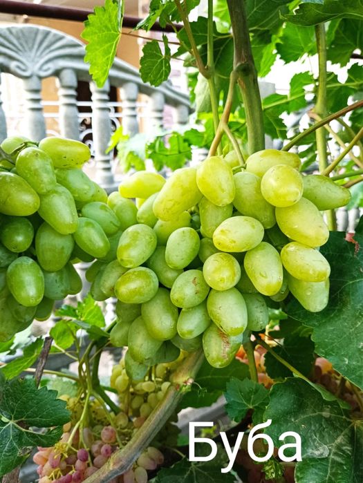 Саженцы винограда