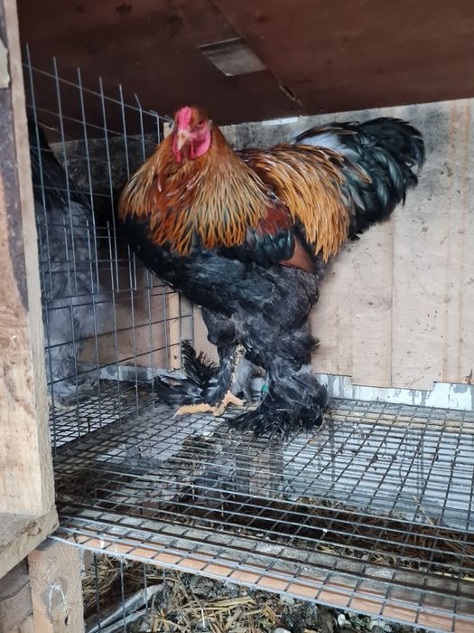 Oua Brahma potarnichiu